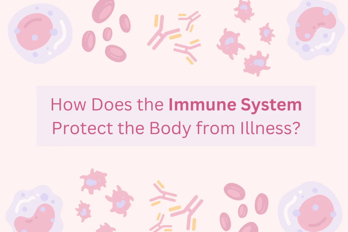 How Does the Immune System Protect the Body from Illness