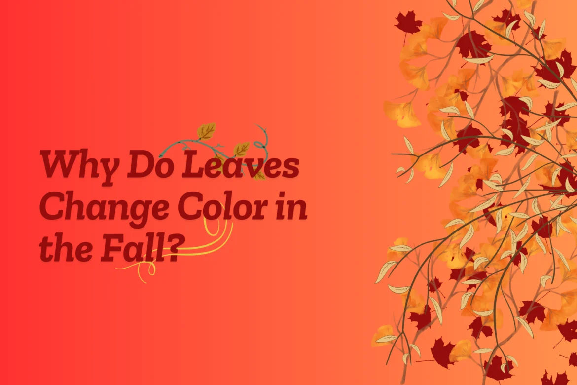 Why Do Leaves Change Color in the Fall